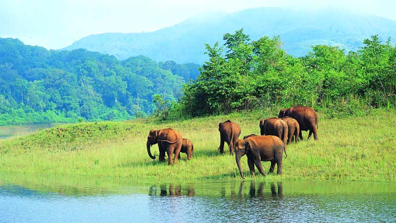Thekkady Wildlife & Spice Tour