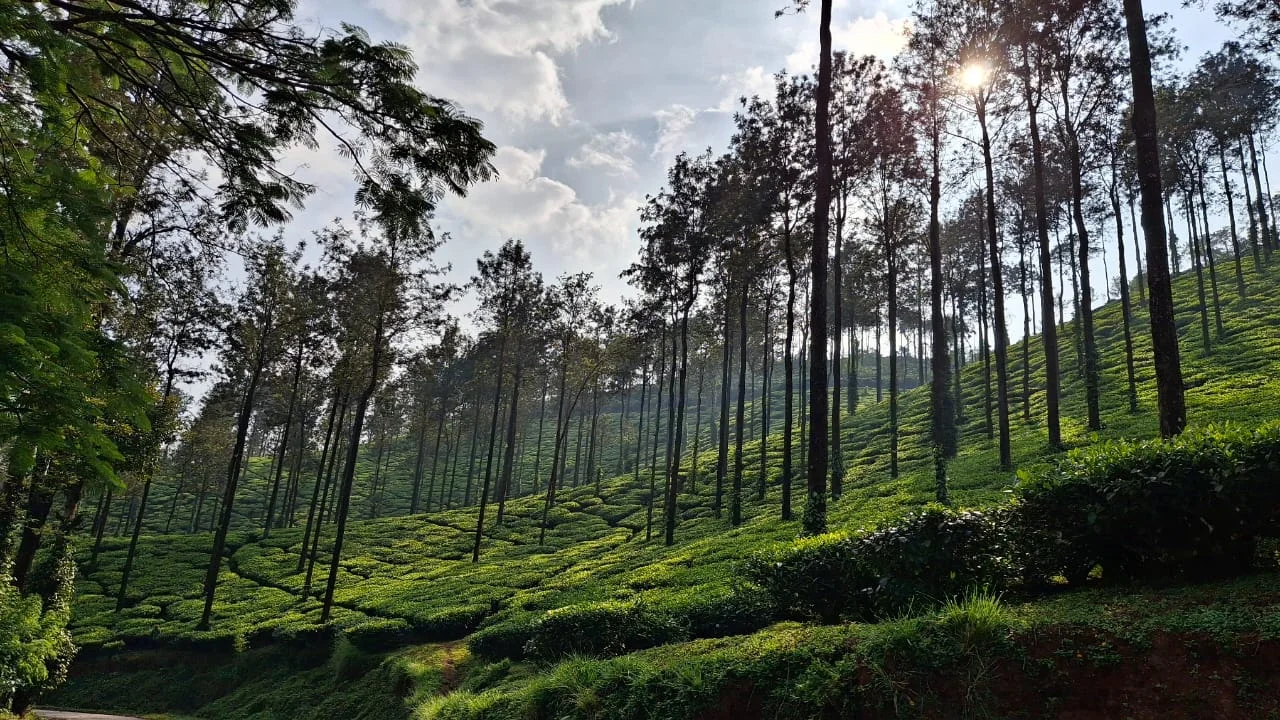 Chikmagalur Coffee Plantation Escape